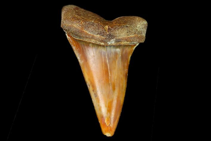 Colorful Mako/White Shark Tooth Fossil - Sharktooth Hill, CA #122707